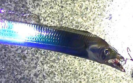 石津浜でアオリイカ、湾内で太刀魚